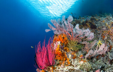 Underwater coral reef in the red sea
