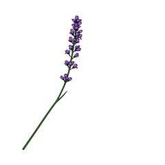 Naklejka premium Single lavender sprig illustration on white background