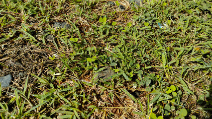 Close-up of Green Grass and Small Plants on Mixed Dirt Ground