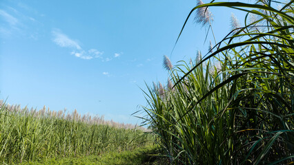 Fototapeta premium Expansive Green Sugarcane Field with Plumes Under Sunny Blue Sky