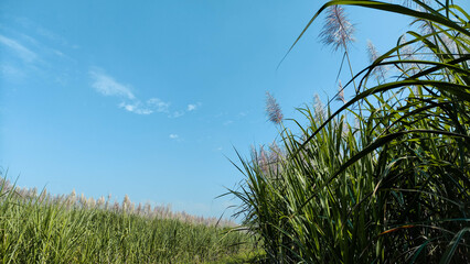 Lush Sugarcane Field with Flowery Plumes Under Expansive Blue Sky