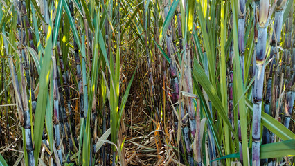 Obraz premium View Inside Dense Sugarcane Field with Tall Stalks