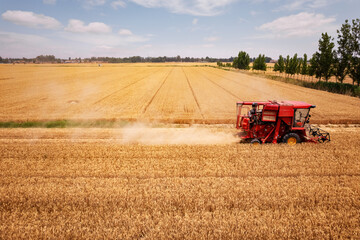 Obraz premium Wheat Harvesting in a Golden Field