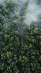 Road through a dense forest covered in fog.