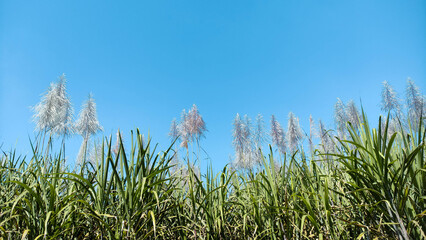 Clear Blue Sky Above Lush Sugarcane Field with Flowery Plumes