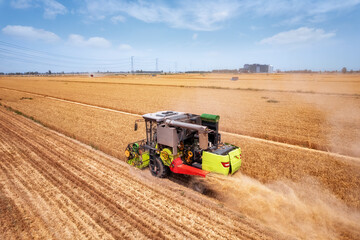 Obraz premium Harvesting Wheat Field in Sunny Day