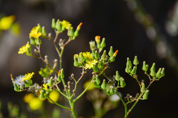 Close-Up of Small Yellow Wildflowers and Buds: A detailed shot of small yellow wildflowers with numerous green buds on delicate stalks, set against a softly blurred, dark background.