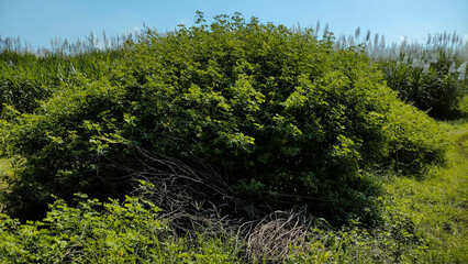 Dense Green Bush with Dry Branches in Foreground of Sugarcane Field