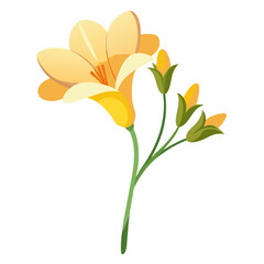 orange flower isolated on white background