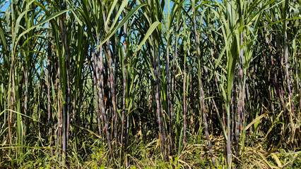 Close-up of Tall Green and Purple Sugarcane Stalks in Dense Field