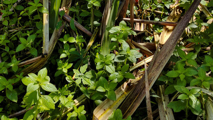 Close-up of Green Groundcover and Fallen Sugarcane Leaves on Field Floor