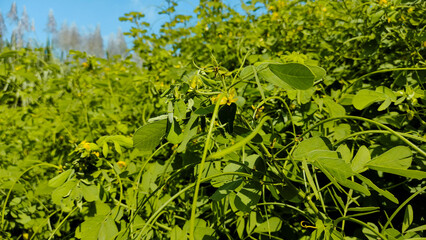 Close-up of Lush Green Groundcover with Small Yellow Flowers