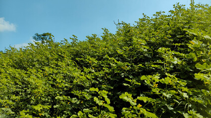 Dense Green Groundcover with Small Yellow Flowers Under Clear Blue Sky