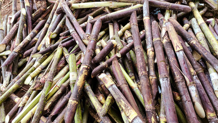 Large Pile of Freshly Harvested Colorful Sugarcane Stalks