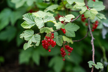 A bunch of bright red currants hang on a branch, surrounded by green leaves.