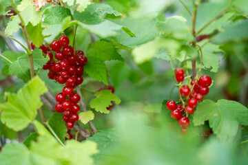 A bunch of bright red currants hang on a branch, surrounded by green leaves.