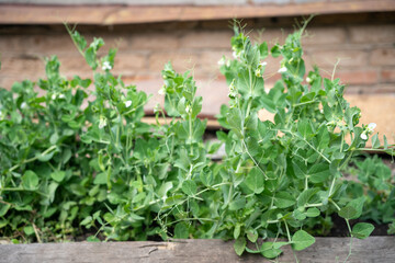 A lush bed of pea plants with vibrant green foliage and delicate white flowers.