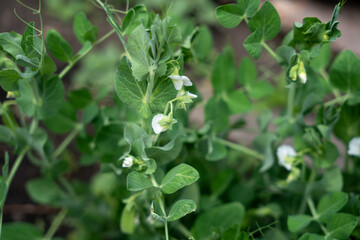 A lush bed of pea plants with vibrant green foliage and delicate white flowers.