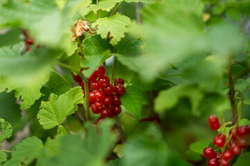 A bunch of bright red currants hang on a branch, surrounded by green leaves.