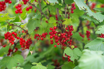 vibrant clusters of red currants hanging from lush green foliage. The bright red berries contrast beautifully with the surrounding leaves.
