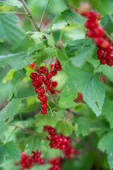 A bunch of bright red currants hang on a branch, surrounded by green leaves.