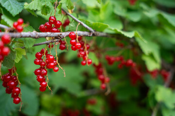 vibrant clusters of red currants hanging from lush green foliage. The bright red berries contrast beautifully with the surrounding leaves.