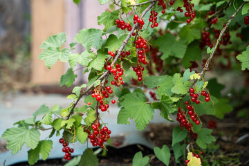vibrant clusters of red currants hanging from lush green foliage. The bright red berries contrast beautifully with the surrounding leaves.