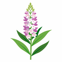 lilac isolated on white background