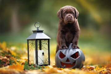 brown labrador puppy posing on a pumpkin with a lantern for Halloween