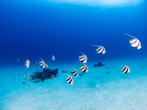 School of Pennant coralfish (Heniochus acuminatus), also known as the longfin bannerfish, reef bannerfish or coachman swimming in the blue water over coral reef at  Andaman Sea in Thailand