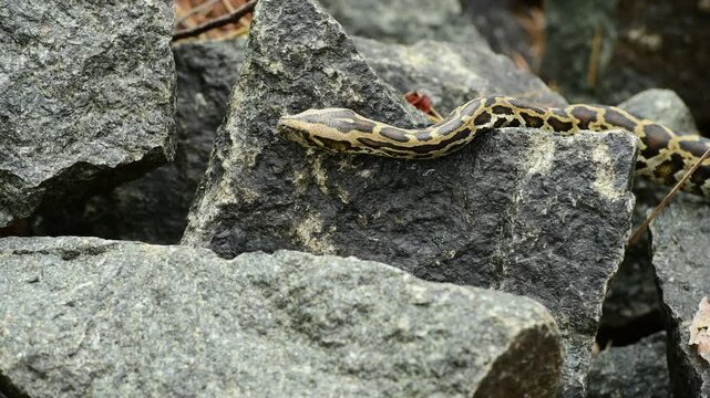 royal python close up with skin texture. snake python on rocks and on ground surface