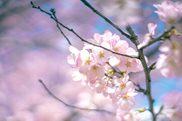 ピンクの桜