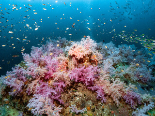 Colorful soft coral on the King Cruiser Wreck Ship. School of fish swimming above.