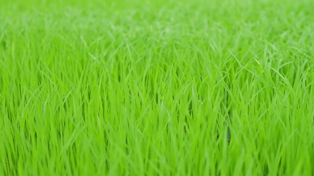 The green, windswept rice fields are refreshing
