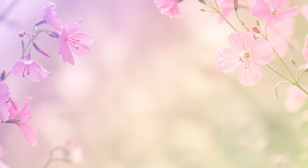 Obraz premium Pink flowers close-up, garden geranium in the rays of spring or summer sun, pastel illustration, card with space for text
