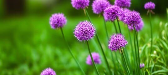 Vibrant Purple Allium Flowers Blooming in a Sunny Meadow During Spring and Summer Seasons