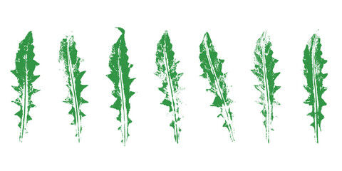 Natural dandelions leaves imprint, grunge style, vector, isolated, decorative elements for design