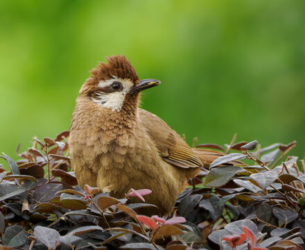 white-browed laughingthrush on shrub