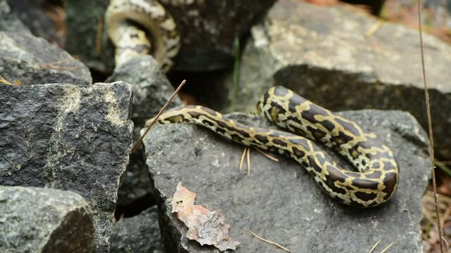 royal python close up with skin texture. snake python on rocks and on ground surface