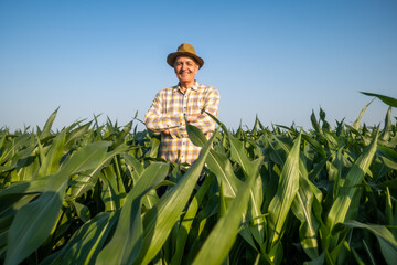 Happy senior farmer is standing in his growing corn field. He is looking at camera and smiling.