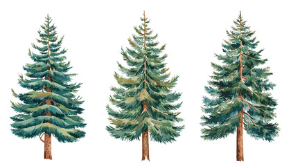 Fototapeta premium Watercolor vector set of fir, spruce, and pine trees isolated on transparent background. Evergreen coniferous forest elements ideal for winter decor, landscape design, and Christmas projects