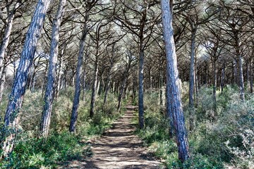 Panoramic photos taken within the natural park named Tombolo di Cecina Tuscany Italy