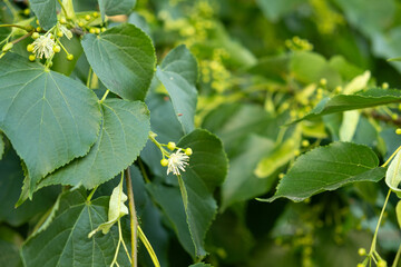 Linden Tree Flowers Blossom and Fruits Ripe Nuts on a Branch Tree