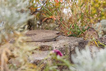 Close-up of a Podarcis Siculus lizard on the island of Stromboli