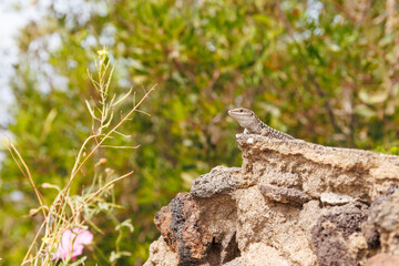 Close-up of a Podarcis Siculus lizard on the island of Stromboli