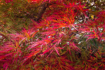 Brilliant red leaves on a Japanese Maple