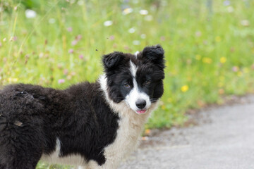 Retrato de un border collie