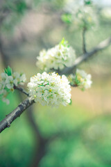 白い桜