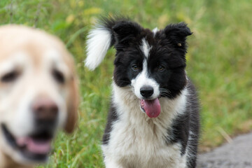 Un cachorro de border collie
