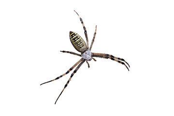 wasp spider Argiope bruennichi webbing a robber fly with web, wounded one leg missing